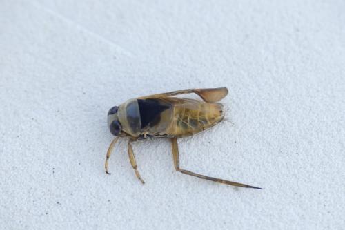 Notonecta maculata